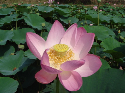 ハス花アップ