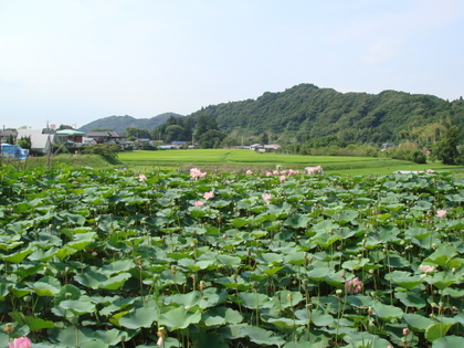 ハス田展望