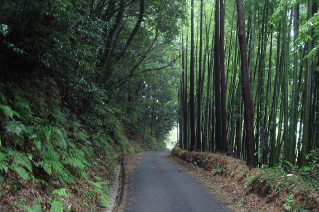 竹林と雑木林の間の道
