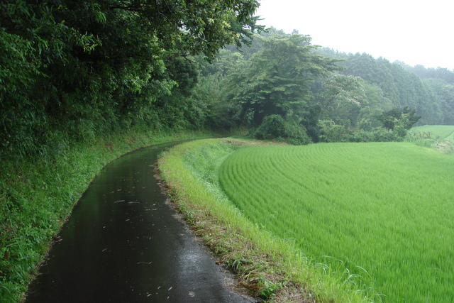 田んぼと雑木林の間の道