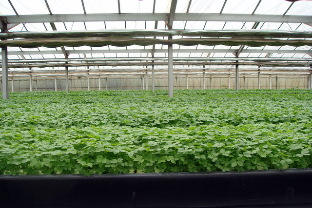 野菜